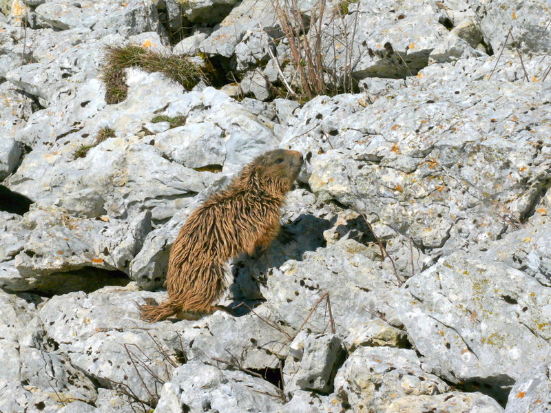 Boccoli d''oro -  Marmotte del Monte Baldo